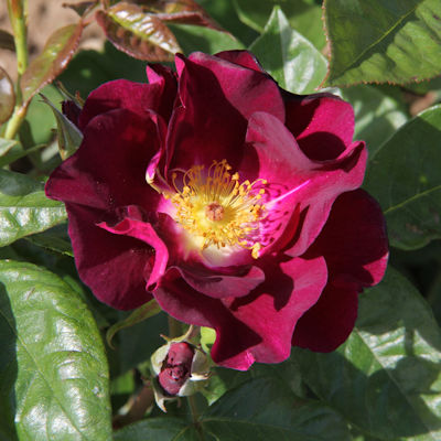 Floribunda Rose Night Owl